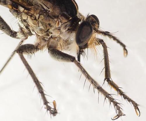 Réf. 317 209 : Triorla sp.